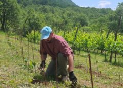 Predsjednik Crne Gore se vraća korijenima: Okopava voćke i uživa u radu