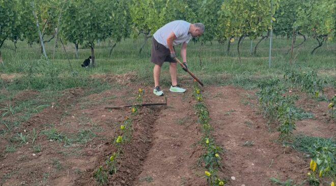 Niša Saveljić zamijenio kopačke motikom: U Martinićima sadi paradajz i luk